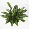8FEE2F1E-5CBD-22F9-8809-593B46F98067-765x842-1.webp